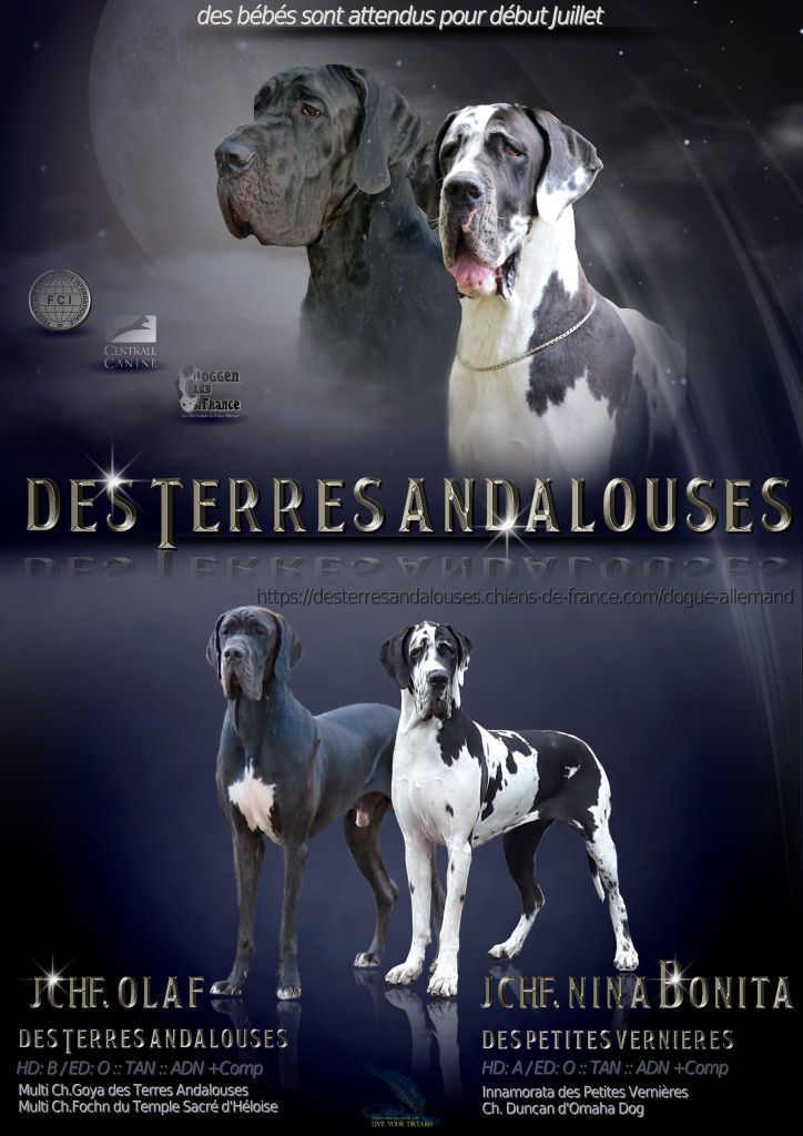 Des Terres Andalouses - Dogue allemand - Portée née le 13/07/2021