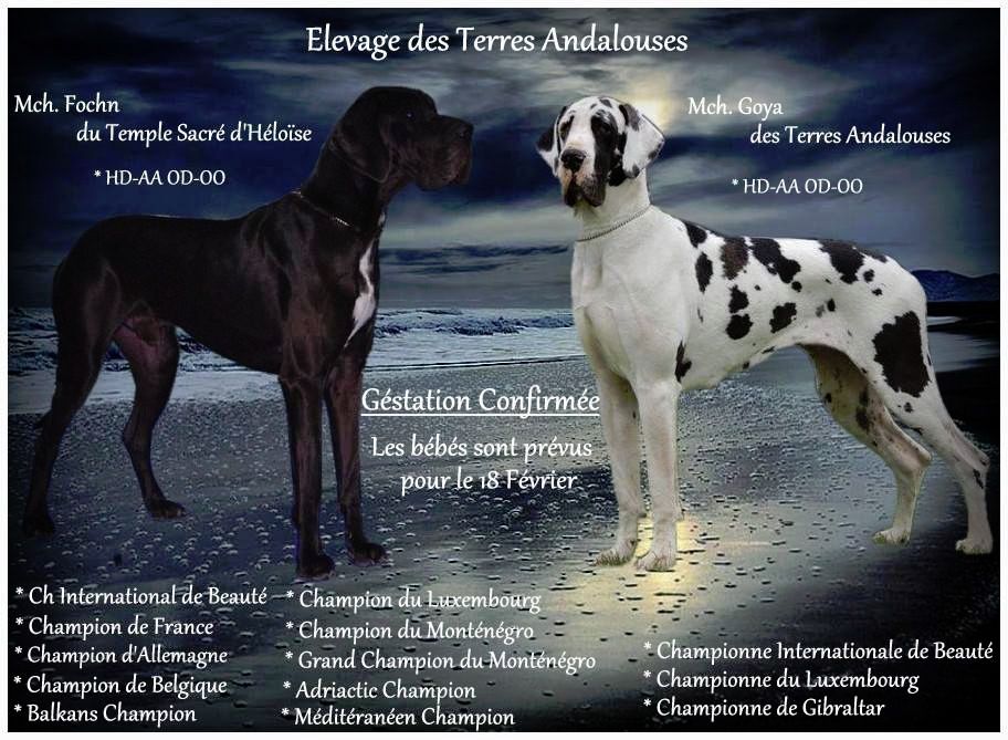 Des Terres Andalouses - Dogue allemand - Portée née le 16/02/2018