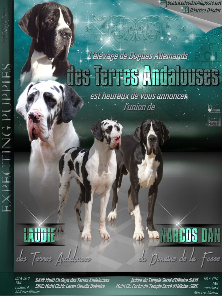 Des Terres Andalouses - Dogue allemand - Portée née le 08/01/2021
