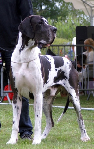 CH. Duncan d'Omaha dog