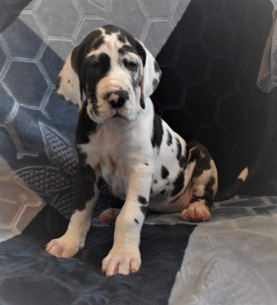 CH. Roxy Des Terres Andalouses