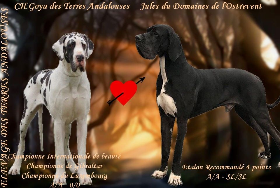 Des Terres Andalouses - Dogue allemand - Portée née le 09/06/2017
